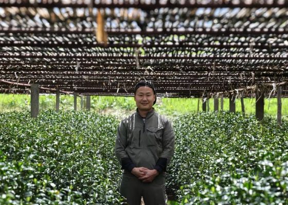A field of matcha plants grow under a shade trellis of bamboo with a farmer standing in the centre of the frame.