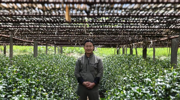 A field of matcha plants grow under a shade trellis of bamboo with a farmer standing in the centre of the frame.