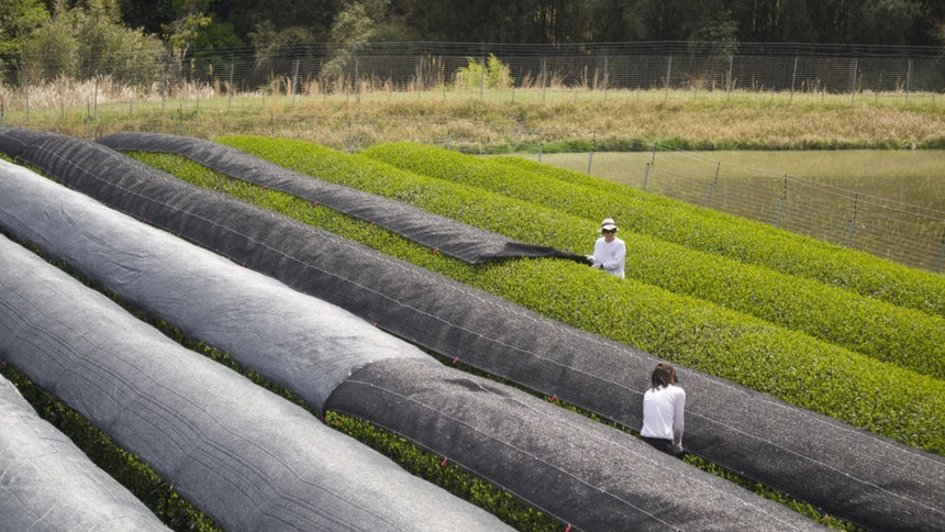 Wide angle of matcha growing under shade cloth, two farmers working.
