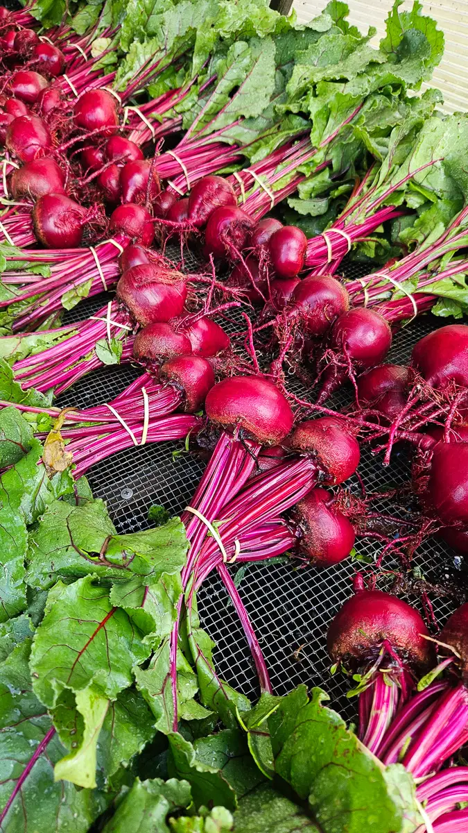 Bright pink beetroot bunches being washed at CERES farm - Joe's Garden, Coburg
