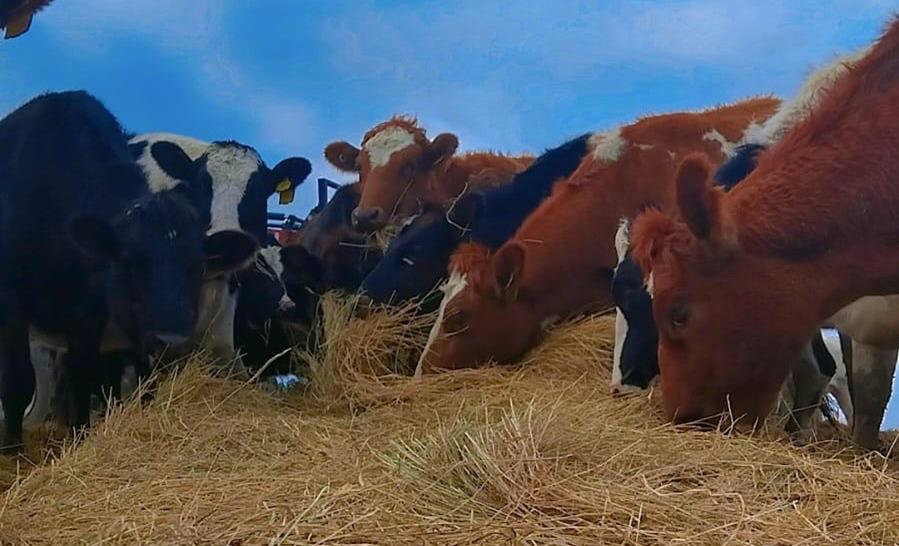 Calves feeding at Schulz Dairy, VIC