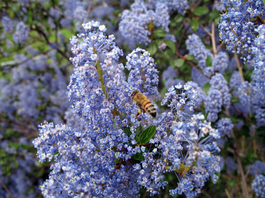 European honey bee hovers by the dense blue flowers of a Ceanothus bush.