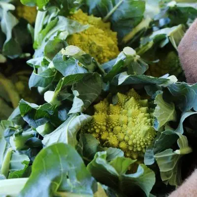 Romanesco - fractal perfection