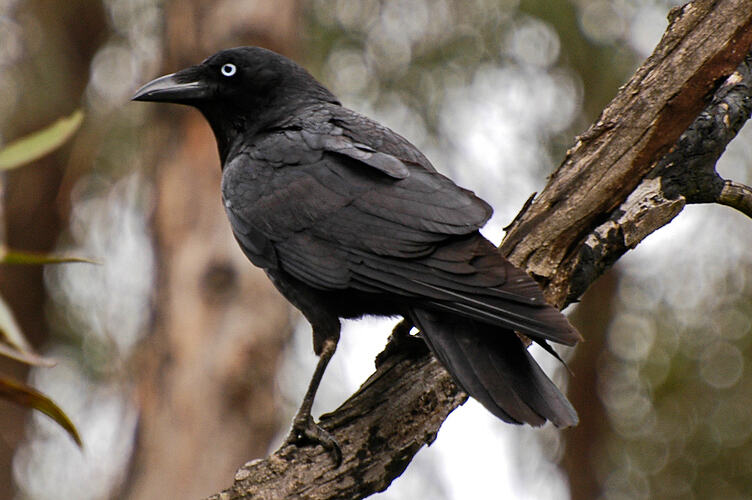 Little Raven looks out from a tree branch