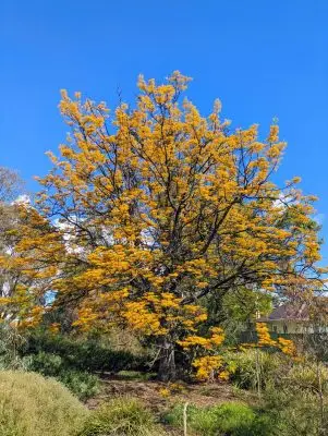 Silky Oak in flower