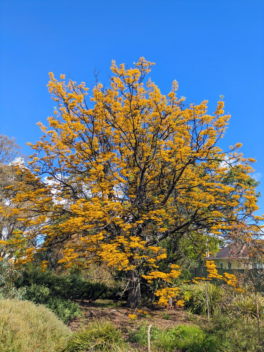 Large Silky Oak tree in flower